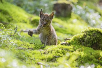 One young (10 weeks old) male Eurasian lynx, (Lynx lynx), walking over a mossy, wet forest floor.