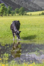 Holstein Friesian cattle stand on a green meadow at a puddle and drink. A reflection of the cows