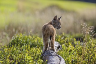 One young (10 weeks old) male Eurasian lynx, (Lynx lynx), walking over a rotten tree. Backlit