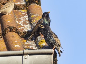 Two starlings and a sparrow perched on a rustic rooftop with blue sky background, starlings singing