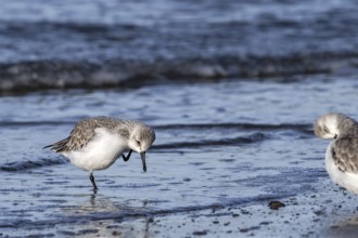 Sanderling (Calidris alba) in non-breeding plumage scratching head with leg on the beach along the