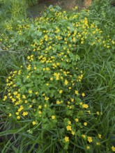 Marsh-marigold or kingcup (Caltha palustris), flowering on marshy ground, Hesse, Germany, Europe