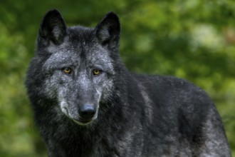 Black Northwestern wolf, Mackenzie Valley wolf, Alaskan timber wolf, Canadian timber wolf (Canis