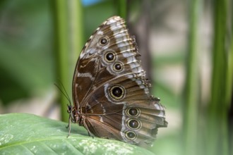 Morpho helenor, blue morpho butterfly sitting on a leaf, Alajuela province, Costa Rica, Central