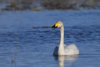 Whooper Swan, Sweden, Europe