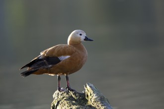 Ruddy shelduck (Tadorna ferruginea), Heiligenhaus, North Rhine-Westphalia, Germany, Europe