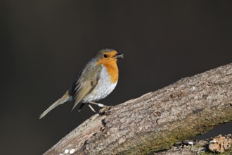 European robin (Erithacus rubecula), adult bird, Dingdener Heide nature reserve, North