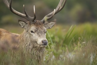 Red deer (Cervus elaphus) adult male stag amongst grassland, England, United Kingdom, Europe