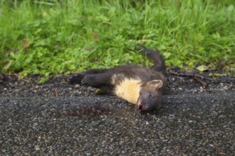 European pine marten (Martes martes) adult animal dead on a country road, Scotland, United Kingdom,