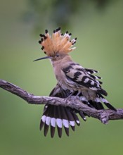 Hoopoe (Upupa epops) Bird of the Year 2022, female during plumage care, erected canopy, golden