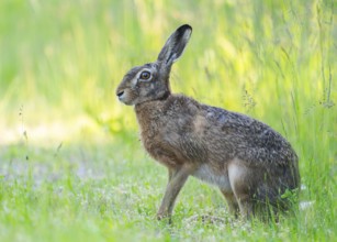 European hare (Lepus europaeus) sitting on a dirt track and looking attentively, wildlife,