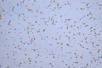 Approximately 1 million bramblings (Fringilla montifringilla), in flight over their roost at dusk,