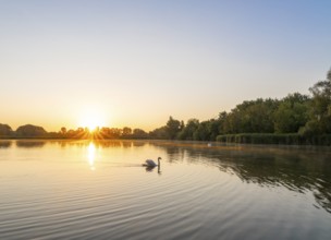 Sunrise at a pond, Mute Swan (Cygnus olor), trees, sun star, Thuringia, Germany, Europe