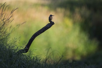 Kingfisher (Alcedo atthis) young male on root, hunting, habitat, habitat, searching for food,