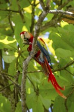 Scarlet Macaw (Ara macao) eating fruit in catappa tree (Terminalia catappa), Puntarenas province,