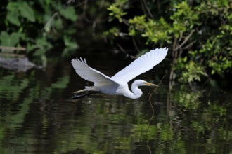 Great Egret (Ardea alba), adult, flying, with nesting material, St. Augustine, Florida, USA, North