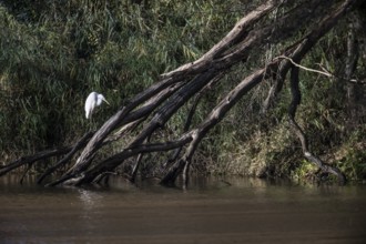 Great White Egret (Ardea alba), Emsland, Lower Saxony, Germany, Europe