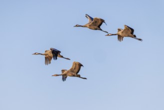 Cranes (Grus grus), Zingst Peninsula, Mecklenburg-Western Pomerania, Germany, Europe