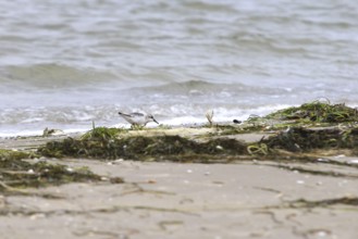 Sanderling Limikole, Usedom, September, Mecklenburg-Western Pomerania, Germany, Europe