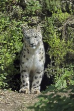 Snow leopard (Panthera uncia), captive