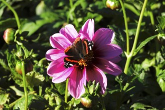 Admiral (Vanessa atalanta) on a dahlia, October, Germany, Europe