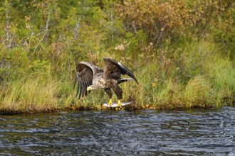 White-tailed eagle (Haliaeetus albicilla), in flight over a watercourse, holding a fish in its