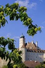 Schönbühel Castle, on the Danube, Schönbühel-Aggsbach, Wachau, Lower Austria, Austria, Europe