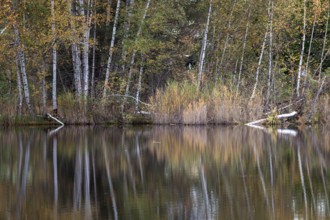 Birches (Betula), autumn colours, autumn coloured trees are reflected in the water of the moor