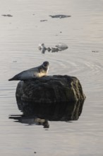 Seal on a rock in the water, Midtholmen Island, near Ny-Ålesund, Kongsfjord, Spitsbergen, Svalbard