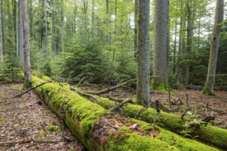 Mixed mountain forest with copper beech (Fagus sylvatica) and spruce (Picea abies), lying deadwood