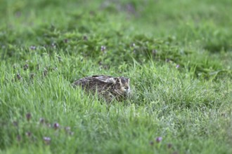 European hare (Lepus europaeus), in the Sasse, Lake Neusiedl National Park, Seewinkel, Burgenland,