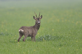 Roe deer (Capreolus capreolus), buck standing in a field, Lake Neusiedl National Park, Seewinkel,