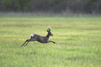 Roe deer (Capreolus capreolus), roebuck jumping, on the run, Lake Neusiedl National Park,