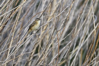 Reed warbler (Acrocephalus schoenobaenus), male standing in the reeds, Lake Neusiedl National Park,