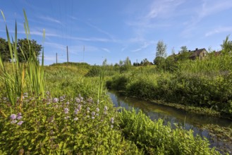 Bottrop-Gladbeck, North Rhine-Westphalia, Germany, Renaturalised Boye, the tributary of the