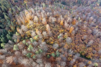 Drone shot, forest in autumn, Wachau, Lower Austria, Austria, Europe