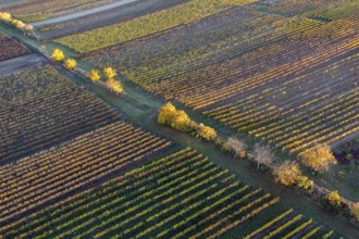 Aerial view, Autumn landscape with vineyards, Pulkautal, Weinviertel, Lower Austria, Austria,