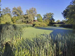 Pond, duckweed, trees, Oedeme, Lüneburg, Lower Saxony, Germany, Europe