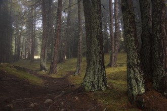 Dense forest with misty trees and a soft ray of light illuminating the path