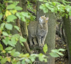 European wildcat or forest cat (Felis silvestris) in the wildcat enclosure at the Thayatal National