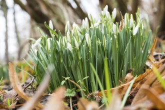 Snowdrops (Galanthus) as the first harbingers of spring, Saxony, Germany, Europe