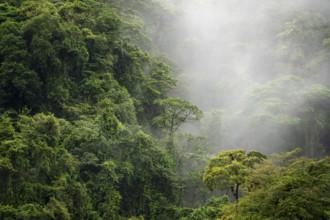 Fog drifts through the rainforest, treetops in the dense forest, mountain rainforest, Alajuela