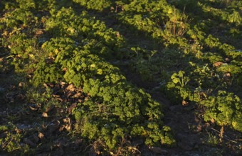 Agriculture cultivation of parsley in the field, winter field, vegetables, agriculture,