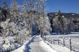 Winter landscape in the snow, path through snowy landscape, Oberstdorf, Oberallgäu, Allgäu,