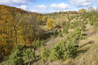 Juniper heath in autumn, common juniper (Juniperus communis), trees with yellow discoloured leaves,