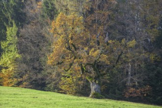 Old oak with autumn leaves, Borgo Valsugana, Valle di Sella, Trentino, Italy, Europe