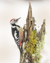 Middle spotted woodpecker (Dendrocopos medius), male sitting on a tree stump overgrown with moss