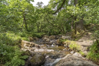 By the River Aira Beck in the Lake District, England, Great Britain