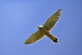 Kestrel (Falco tinnunculus), female in flight, Lake Neusiedl National Park, Seewinkel, Burgenland,