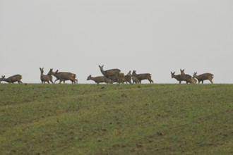 Deer, Field deer against grey sky, Lower Austria, Austria, Lower Austria, Austria, Europe